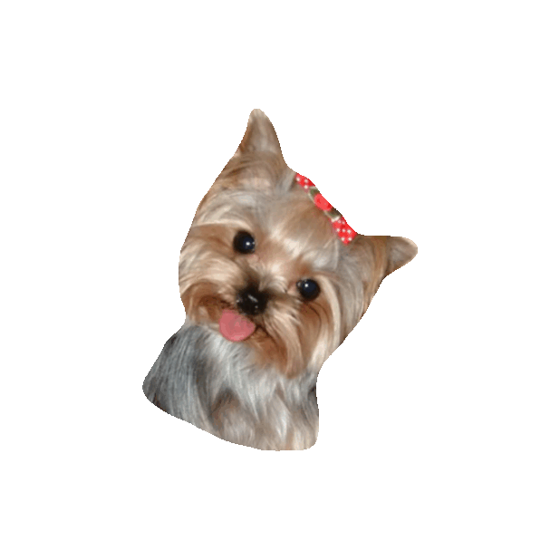 Yorkie Sticker by imoji for iOS & Android GIPHY