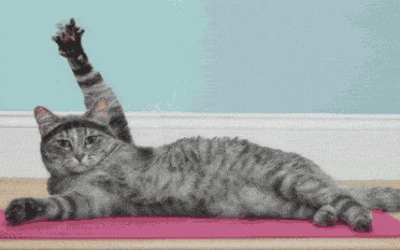 cat-doing-yoga
