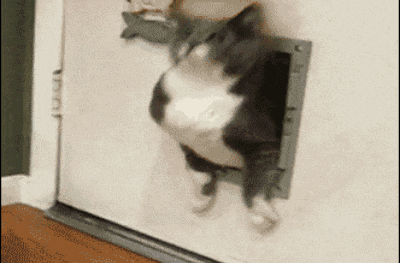 Image result for clipart of a fat cat trying to get through a flap door animated gif