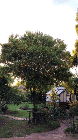 Cumquat GIF