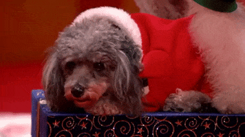 Americas Got Talent Holiday Spectacular Dog GIF by America's Got Talent