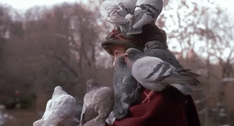Pigeons And The Movies GIFs Get The Best GIF On GIPHY Pigeons And The Movies GIFs Get The Best GIF On GIPHY