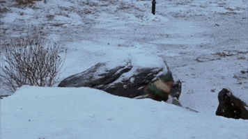 Movie gif. Will Ferrell as Buddy in Elf pops up from behind a snow bank with an armful of snow balls, which he rapidly pelts at people standing on a bridge.