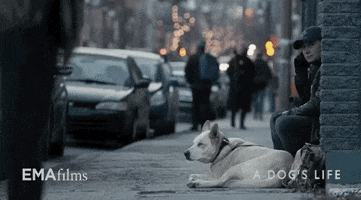 hot docs dog GIF by EMAfilms