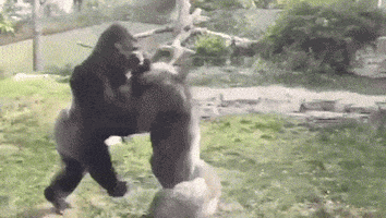 Gorillas GIF