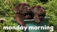 Funny-good-morning GIFs - Get the best GIF on GIPHY Funny-good-morning GIFs - Get the best GIF on GIPHY
