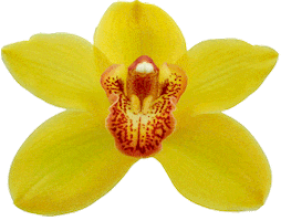 Special Orchids Sticker