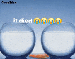 Missing Fish Tank GIF