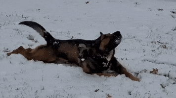 Let It Snow Dog GIF by Storyful