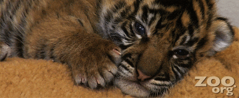 tired tiger GIF