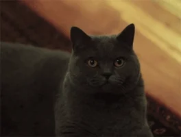 angry black cat GIF