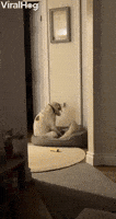 Dog GIF by ViralHog