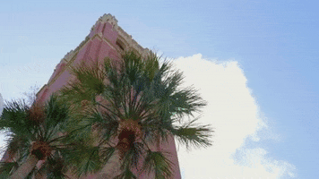 Bell Tower College GIF by University of Florida