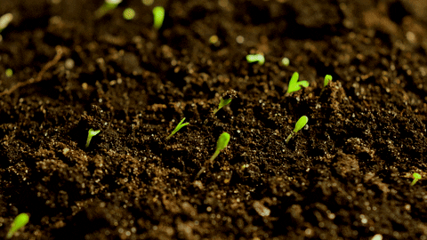Grow Plant Growth GIF by ADWEEK