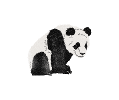 Panda Bear Sticker by Feather