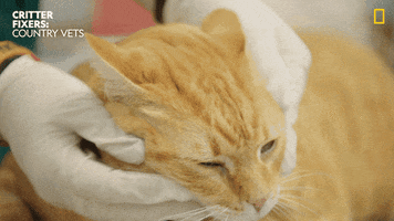 200.gif?cid=fc005b08a67c30588695c615fa0a597cba47e0309837d580&rid=200.gif&ct=g