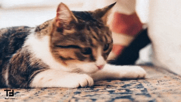 Cat What GIF by TheFactory.video