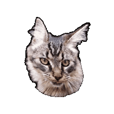 Animated Sticker