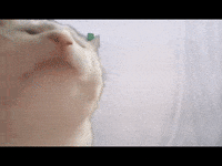 Cat On Head GIFs - Find & Share on GIPHY