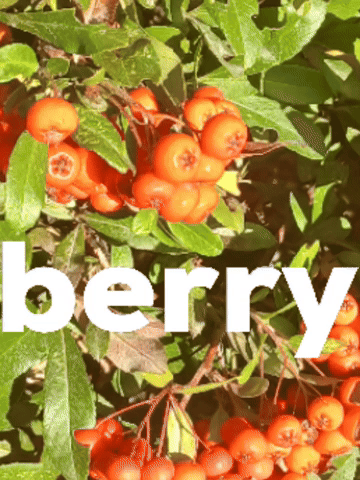Berry GIF