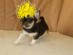 Animated GIF