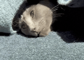 Cats Kitty GIF