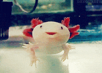 Gif By Giphy Qa Find Share On Giphy
