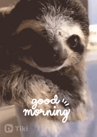 Wildlife gif. A baby sloth lays on a table and reaches for the camera, trying to grab it with his long arms, but is just a little too far away. His round, black eyes are so cute and it almost looks like he’s smiling. Text, "good morning"