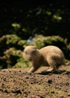 Prairie Dog GIFs - Find & Share on GIPHY