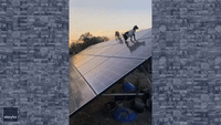 Bouncy Goats Frolic on Solar Panels at Florida Farm