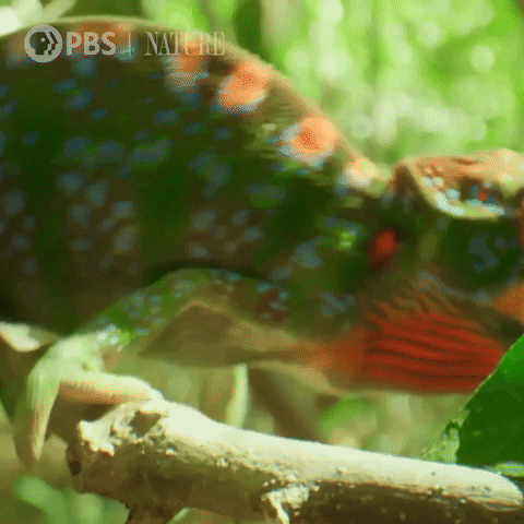 Lizard Transform GIF by Nature on PBS