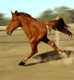 Funny-horse GIFs - Get the best GIF on GIPHY