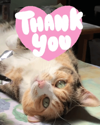 Cat Thank You GIF by Yevbel