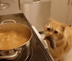 Cat GIF