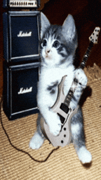 cat guitar rock n roll GIF