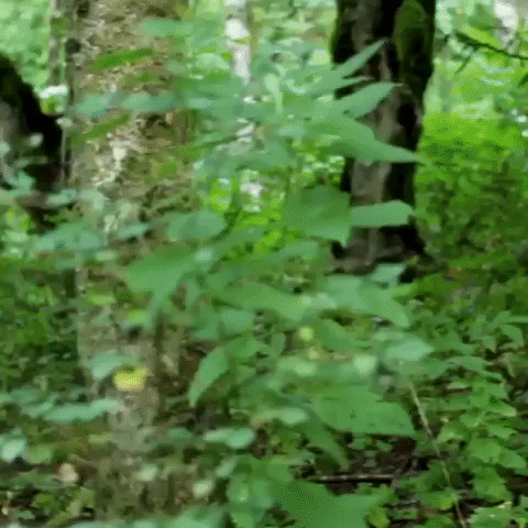 Oregon Wilderness GIF by Four Rest Films