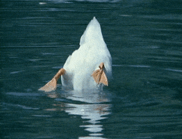 Water Bird GIF