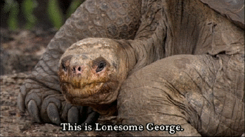 Lonesome George Tortoise GIF