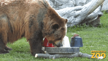 Bear Cute Animals GIF by Brookfield Zoo