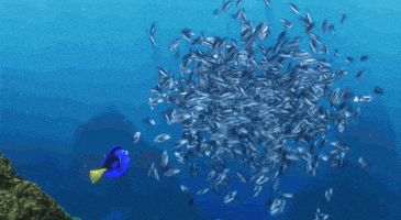 finding nemo pixar gif GIF by Disney Pixar