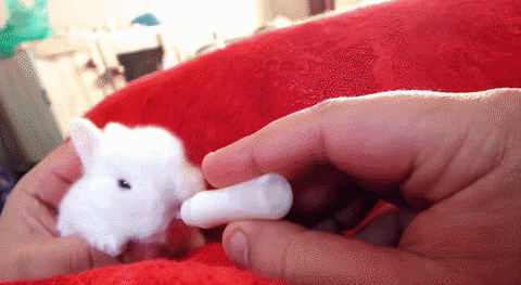 giphy.gif