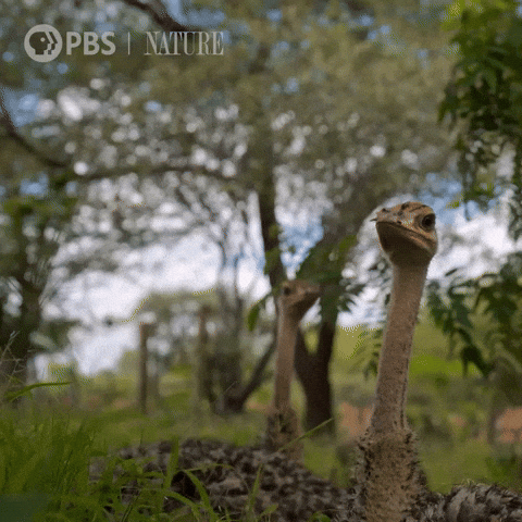 Pbs Nature Bird GIF by Nature on PBS