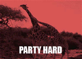 Party Giraffe GIF