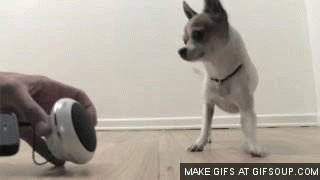Dance Dog GIF - Find & Share on GIPHY