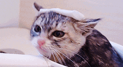 cat gifs hot bath GIF