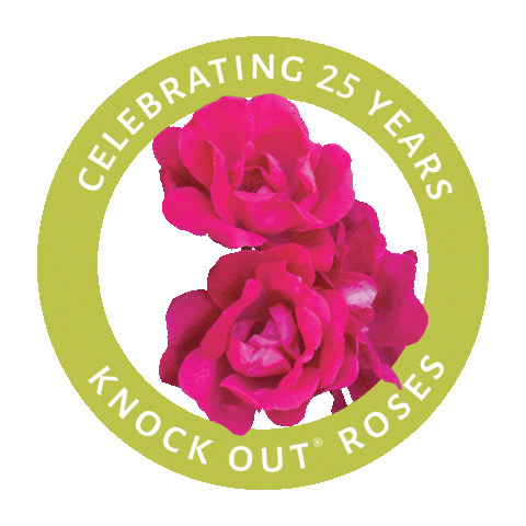 Knockout Rose Sticker by Star Roses and Plants