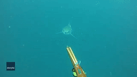 Spearfishing GIFs - Find & Share on GIPHY