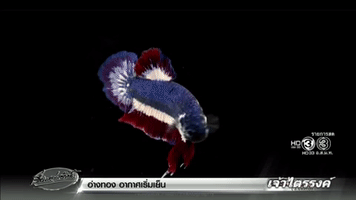 panajan  GIF