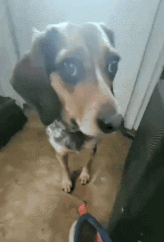 Molly Funny Dog GIF
