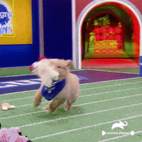 Dogs Love GIF by Puppy Bowl